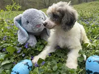 Sam, a male Poodle - Miniature  for sale in Wittensville, KY – Photo 2 of 4