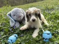 Sam, a male Poodle - Miniature  for sale in Wittensville, KY – Photo 1 of 4