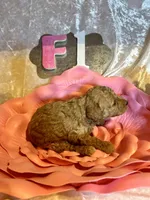 Female #1, a female Poodle - Miniature  for sale in Wittensville, KY – Photo 4 of 6