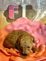 Female #1, a female Poodle - Miniature  for sale in Wittensville, KY – Photo 3 of 6
