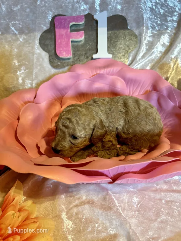 Female #1 – Poodle - Miniature  puppy for sale in Wittensville, KY