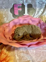 Female #1, a female Poodle - Miniature  for sale in Wittensville, KY – Photo 1 of 6