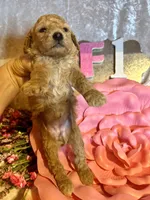 Female #1, a female Poodle - Miniature  for sale in Wittensville, KY – Photo 2 of 6