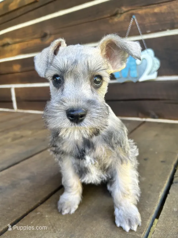 Male #2 – Miniature Schnauzer puppy for sale in Wittensville, KY