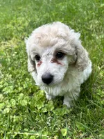 Female #1, a female Poodle - Miniature  for sale in Wittensville, KY – 2 of 10