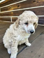Male #3, a male Poodle - Miniature  for sale in Wittensville, KY – 2 of 8