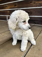 Female #1, a female Poodle - Miniature  for sale in Wittensville, KY – 3 of 10