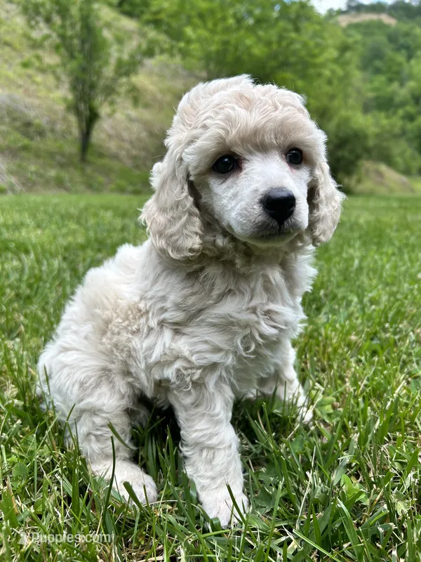 Male #2 – Poodle - Miniature  puppy for sale in Wittensville, KY