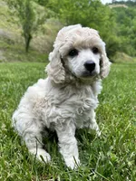 Male #2, a male Poodle - Miniature  for sale in Wittensville, KY – 1 of 6