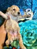 Male #3, a male Poodle - Miniature  for sale in Wittensville, KY – Photo 2 of 6