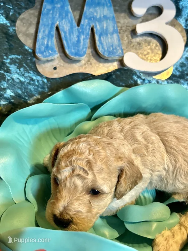 Male #3, a male Poodle - Miniature  for sale in Wittensville, KY – Photo 1 of 6