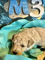 Male #3, a male Poodle - Miniature  for sale in Wittensville, KY – Photo 1 of 6