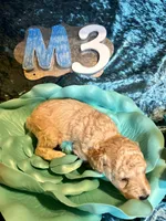 Male #3, a male Poodle - Miniature  for sale in Wittensville, KY – Photo 4 of 6