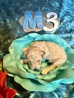Male #3, a male Poodle - Miniature  for sale in Wittensville, KY – Photo 3 of 6