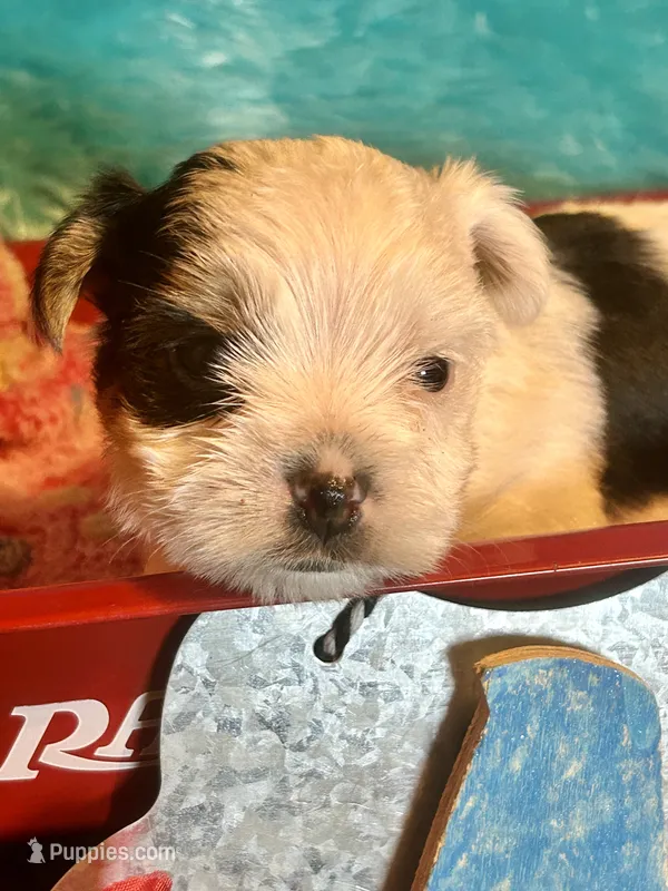 Oreo – Yorkshire Terrier puppy for sale in Wittensville, KY
