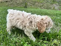 Male #3, a male Poodle - Miniature  for sale in Wittensville, KY – 5 of 8