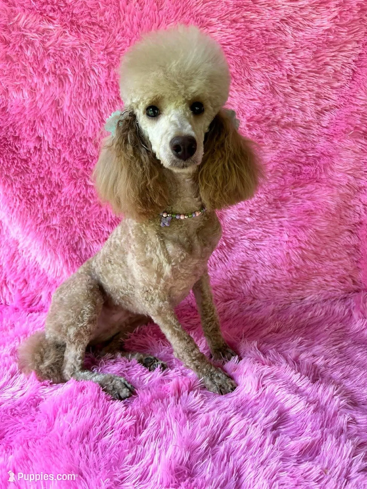 Male #3, a male Poodle - Miniature  for sale in Wittensville, KY – Photo 6 of 6