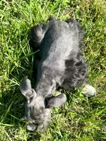 Male #3, a male Miniature Schnauzer for sale in Wittensville, KY – 8 of 10