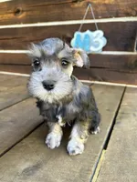 Male #3, a male Miniature Schnauzer for sale in Wittensville, KY – 2 of 10