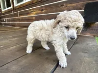 Male #3, a male Poodle - Miniature  for sale in Wittensville, KY – 4 of 8
