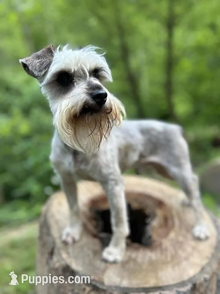 Female #2, a female Miniature Schnauzer for sale in Wittensville, KY – Photo 5 of 5