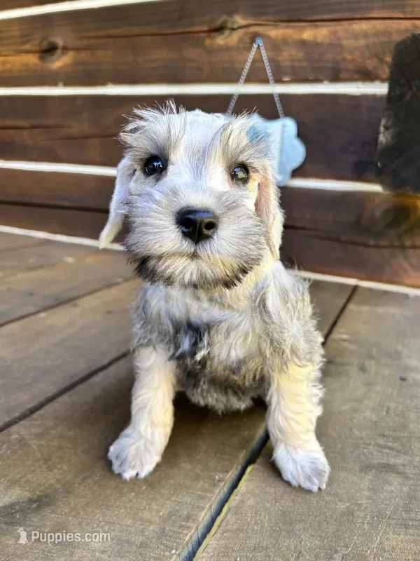 Male #1 – Miniature Schnauzer puppy for sale in Wittensville, KY