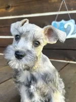 Male #2, a male Miniature Schnauzer for sale in Wittensville, KY – 2 of 9