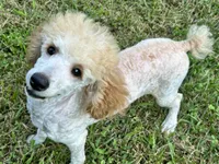 Male #3, a male Poodle - Miniature  for sale in Wittensville, KY – 1 of 7