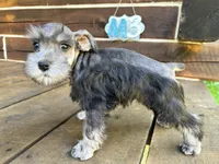 Male #3, a male Miniature Schnauzer for sale in Wittensville, KY – 6 of 10