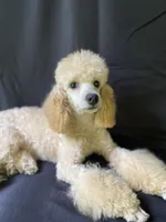Female #1, a female Poodle - Miniature  for sale in Wittensville, KY – 9 of 10