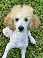 Male #3, a male Poodle - Miniature  for sale in Wittensville, KY – 3 of 7