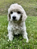 Male #2, a male Poodle - Miniature  for sale in Wittensville, KY – 4 of 6
