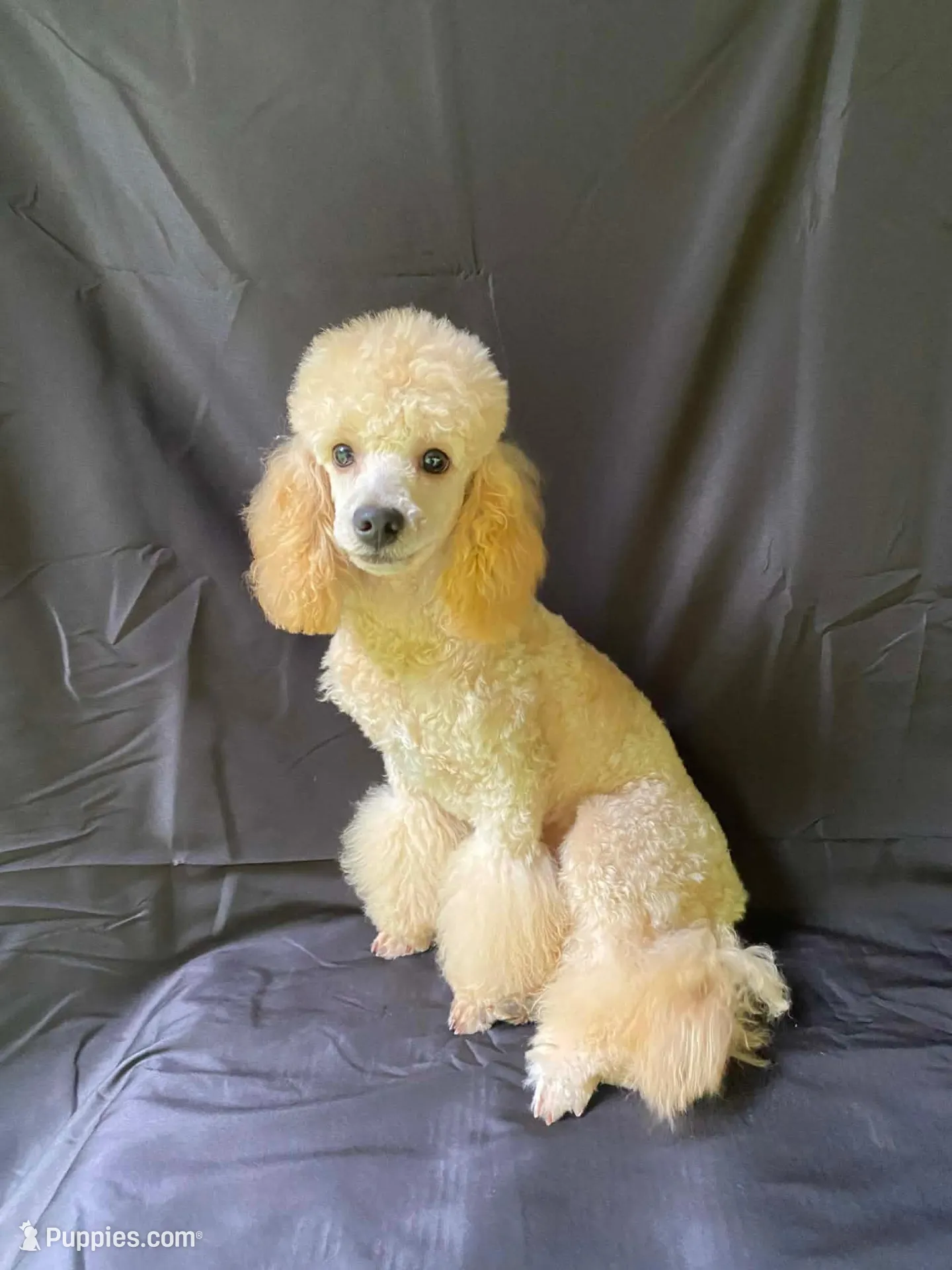 Male #3, a male Poodle - Miniature  for sale in Wittensville, KY – Photo 5 of 6