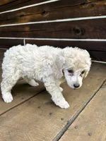 Female #1, a female Poodle - Miniature  for sale in Wittensville, KY – 4 of 10
