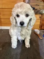 Male #2, a male Poodle - Miniature  for sale in Wittensville, KY – 2 of 6