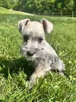 Male #2, a male Miniature Schnauzer for sale in Wittensville, KY – 6 of 9