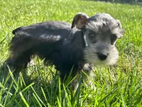 Male #3, a male Miniature Schnauzer for sale in Wittensville, KY – 4 of 10