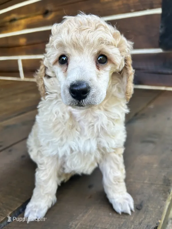 Male #3 – Poodle - Miniature  puppy for sale in Wittensville, KY