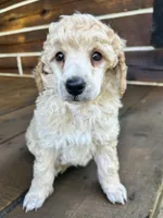 Male #3, a male Poodle - Miniature  for sale in Wittensville, KY – 1 of 8