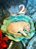 Male #2, a male Poodle - Miniature  for sale in Wittensville, KY – Photo 3 of 6