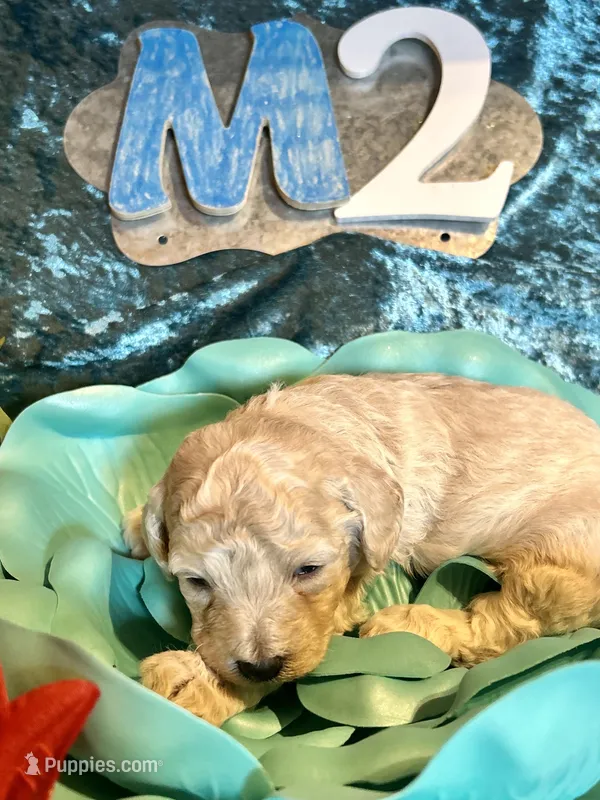 Male #2 – Poodle - Miniature  puppy for sale in Wittensville, KY