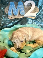 Male #2, a male Poodle - Miniature  for sale in Wittensville, KY – Photo 1 of 6