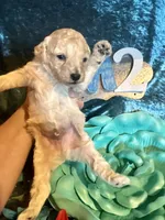 Male #2, a male Poodle - Miniature  for sale in Wittensville, KY – Photo 2 of 6