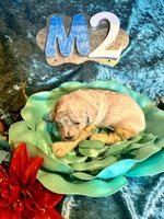 Male #2, a male Poodle - Miniature  for sale in Wittensville, KY – Photo 4 of 6