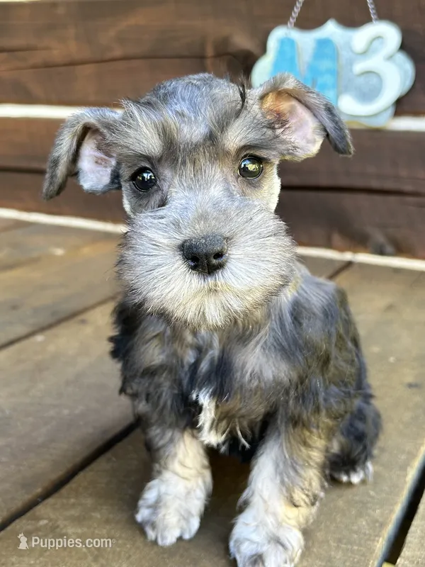 Male #3 – Miniature Schnauzer puppy for sale in Wittensville, KY