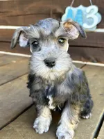 Male #3, a male Miniature Schnauzer for sale in Wittensville, KY – 1 of 10