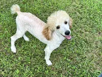 Male #3, a male Poodle - Miniature  for sale in Wittensville, KY – 4 of 7