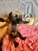 Female #3, a female Miniature Schnauzer for sale in Wittensville, KY – Photo 4 of 6