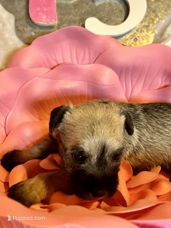 Female #3 – Miniature Schnauzer puppy for sale in Wittensville, KY