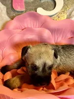 Female #3, a female Miniature Schnauzer for sale in Wittensville, KY – Photo 1 of 6